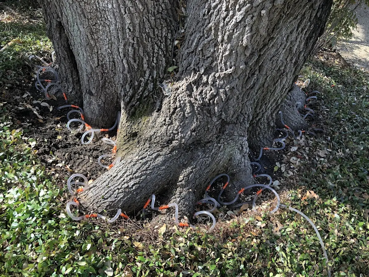 Detailed Tree Cabling and Bracing job site in Jet